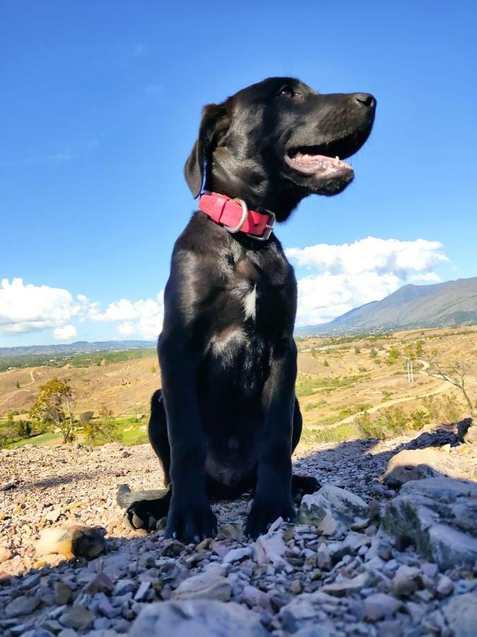 Bonita